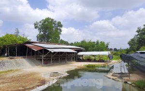 chu tich tinh binh dinh ra toi hau thu cho hang loat du an tren dia ban